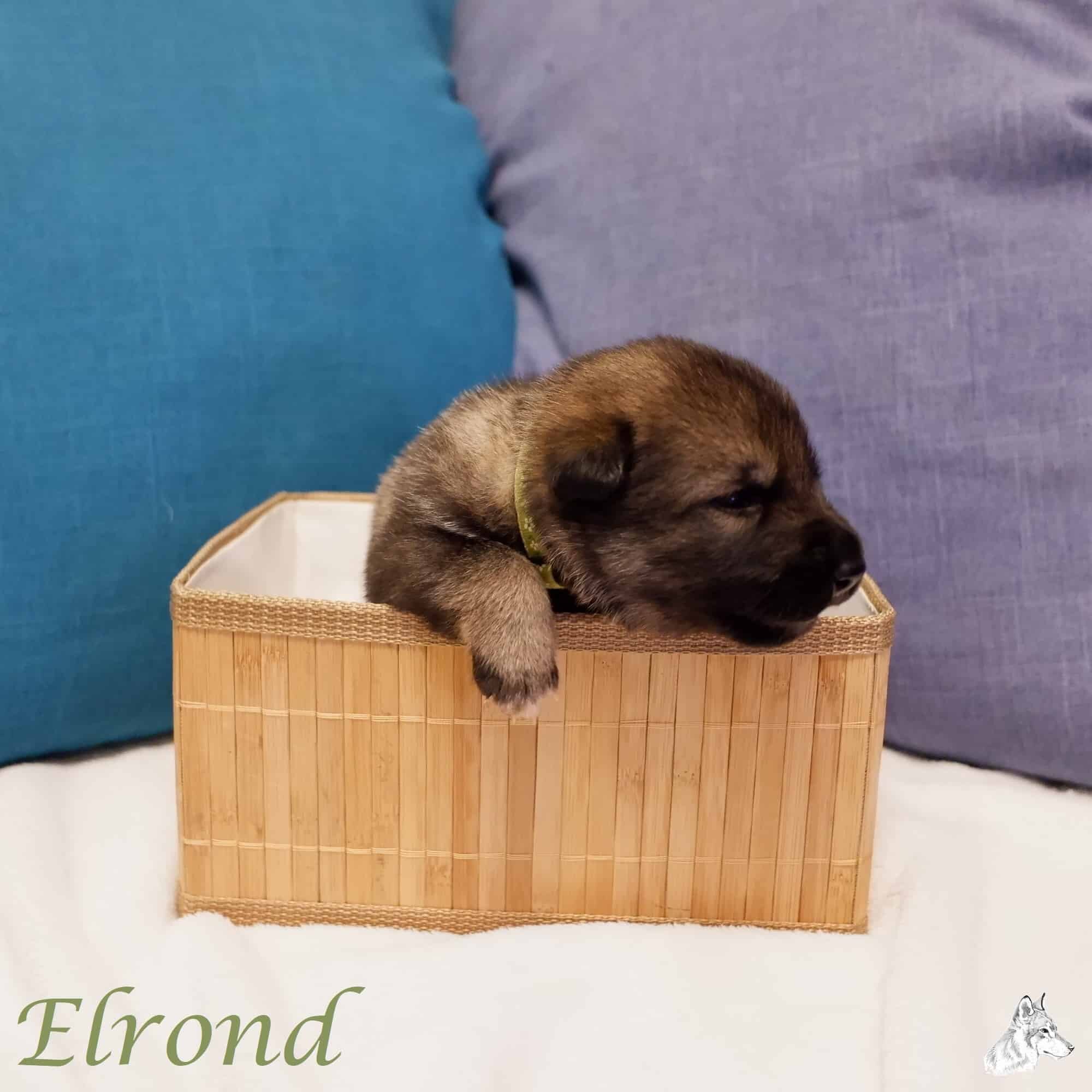 Elrond (2 Weken)