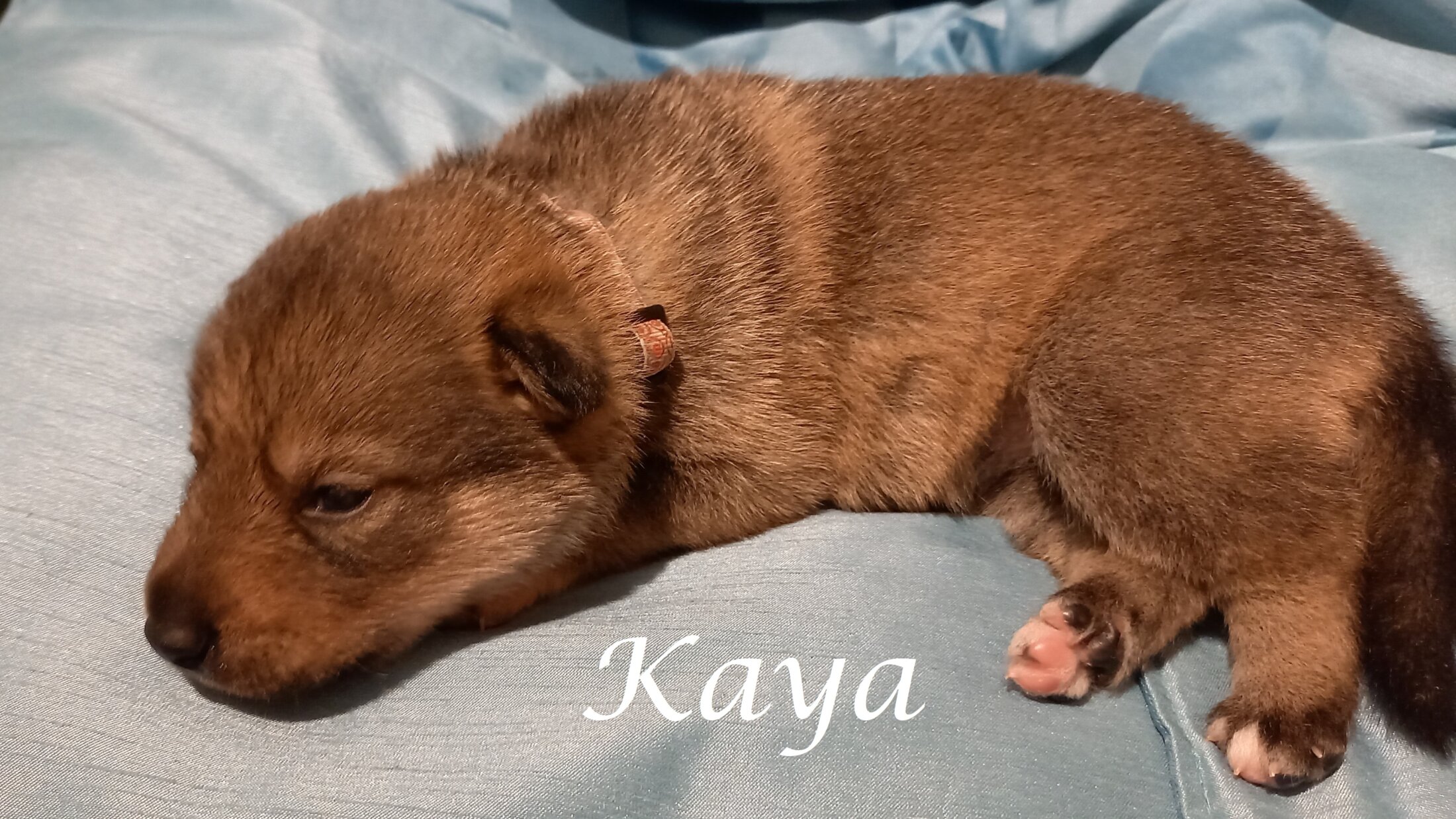 Kaya (2 Weken)