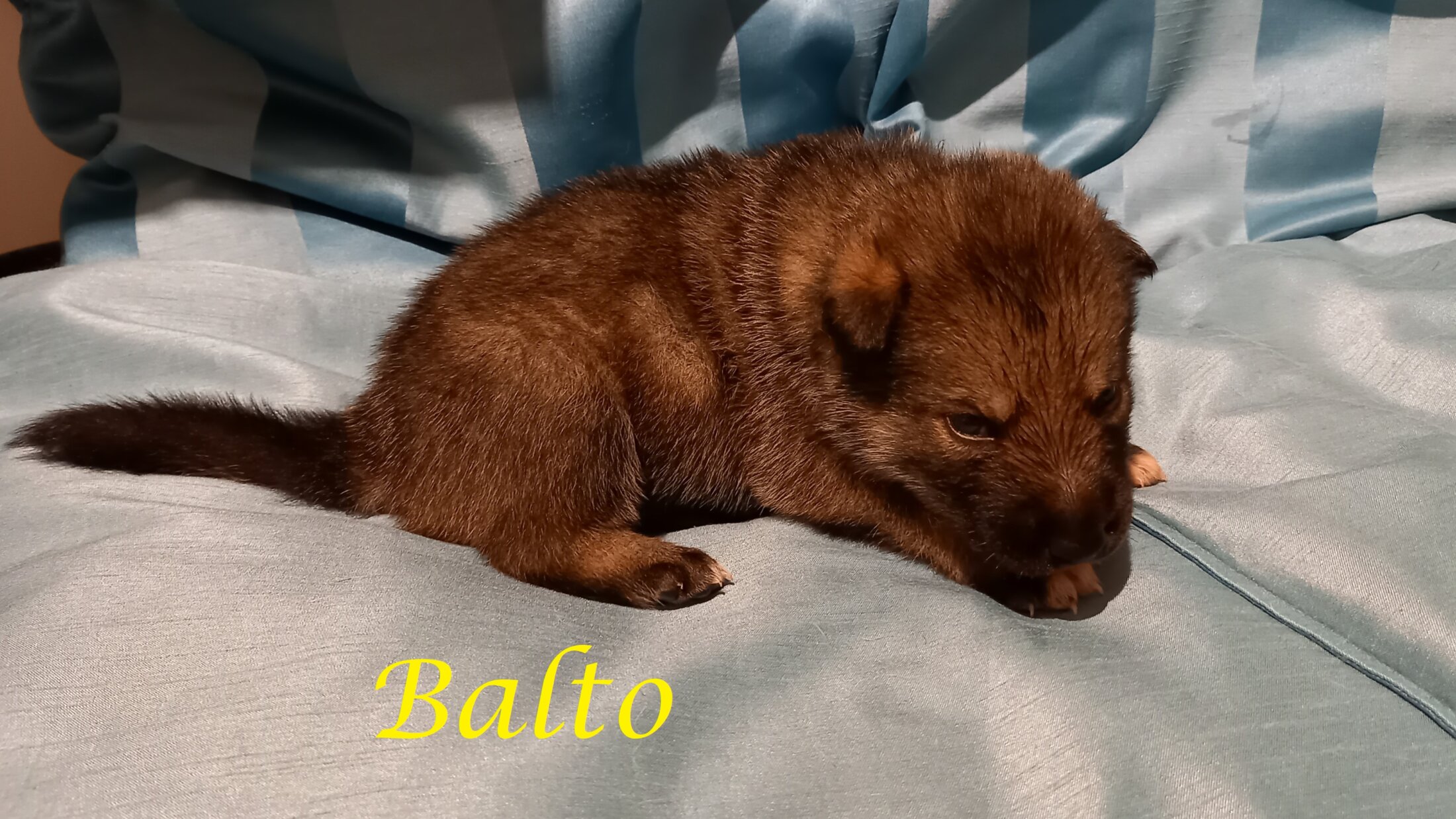 Balto (2 Weken)