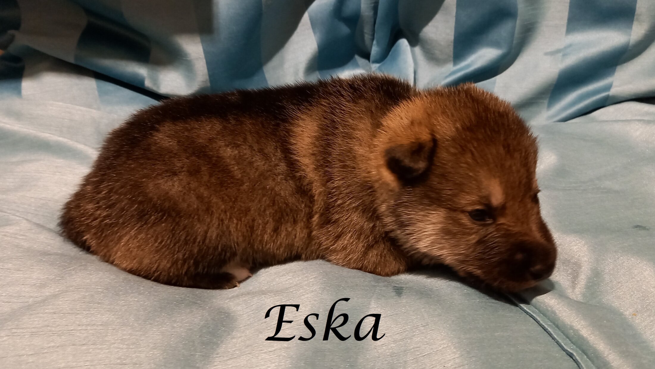Eska (2 Weken)