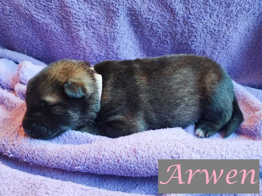 Arwen (1 week)