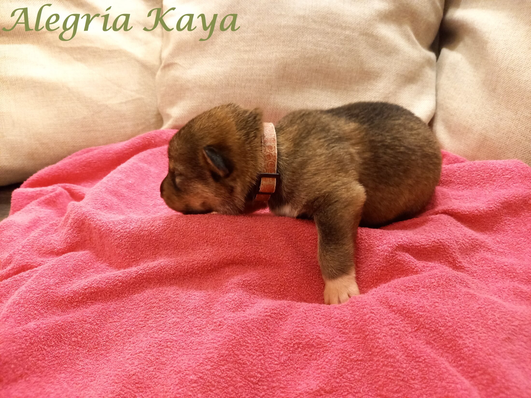 Kaya (1 Week)
