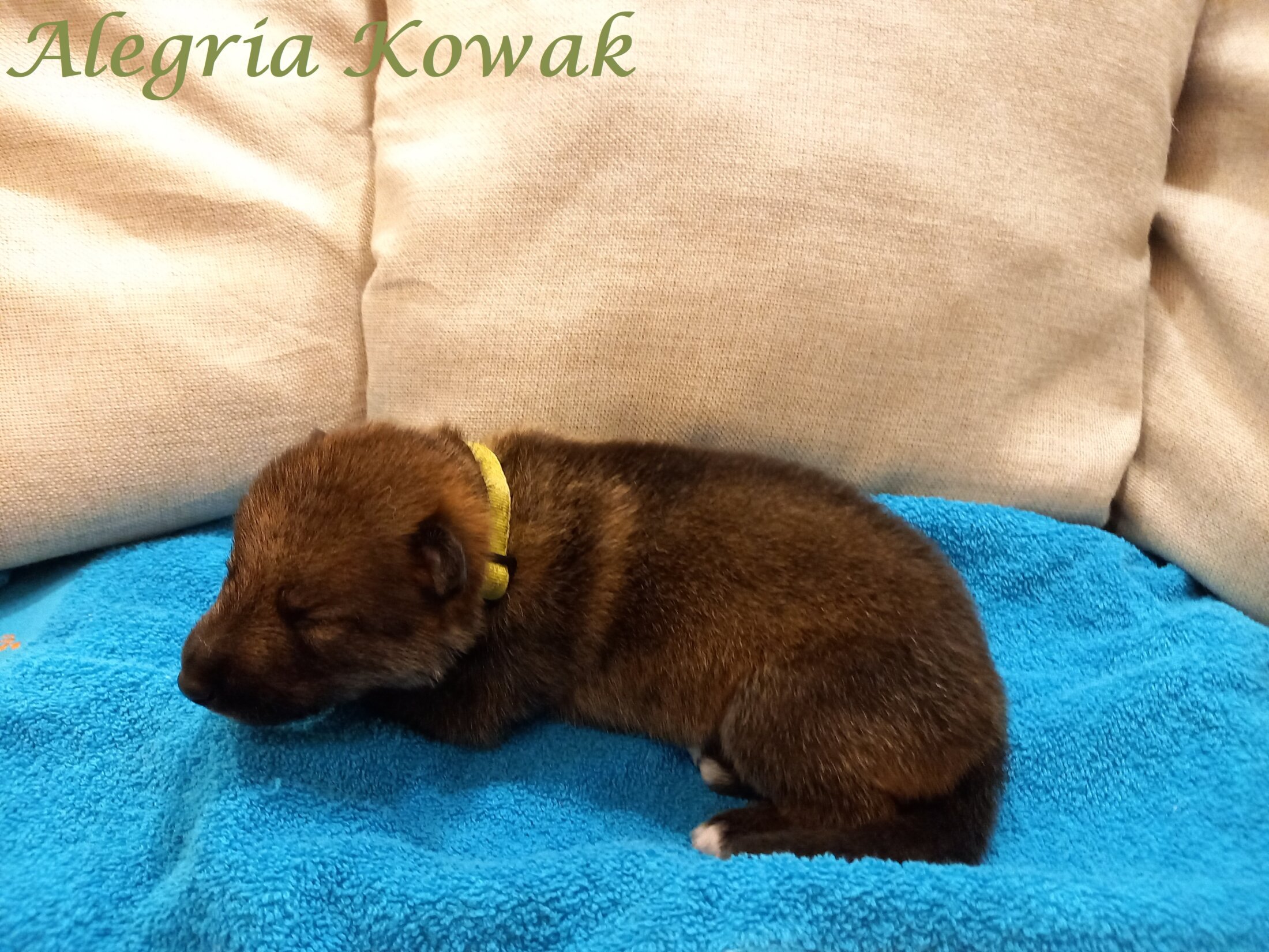 Kowak (1 Week)