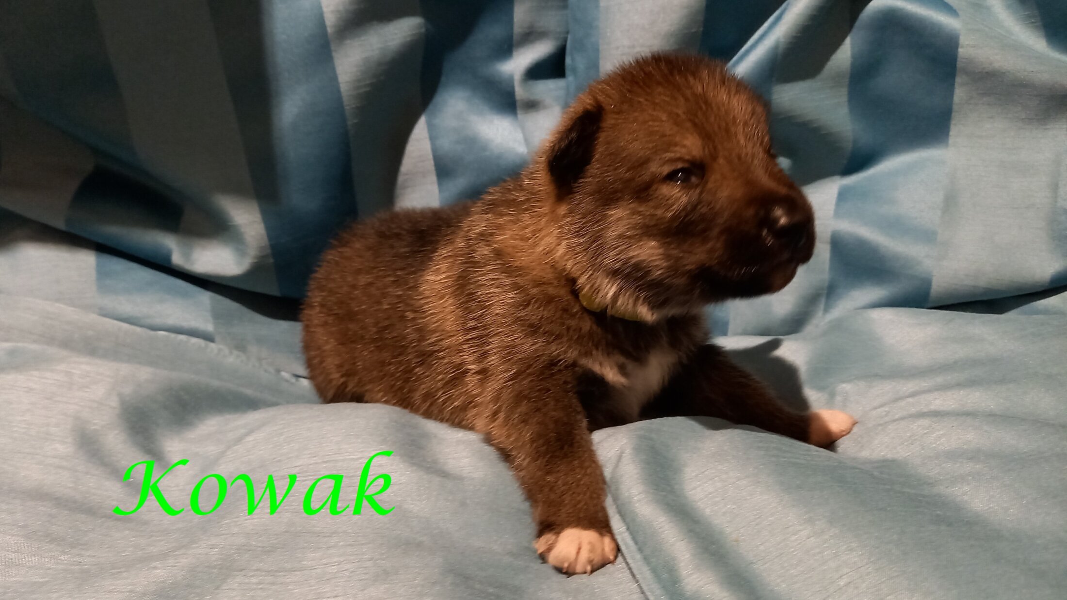 Kowak (2 Weken)