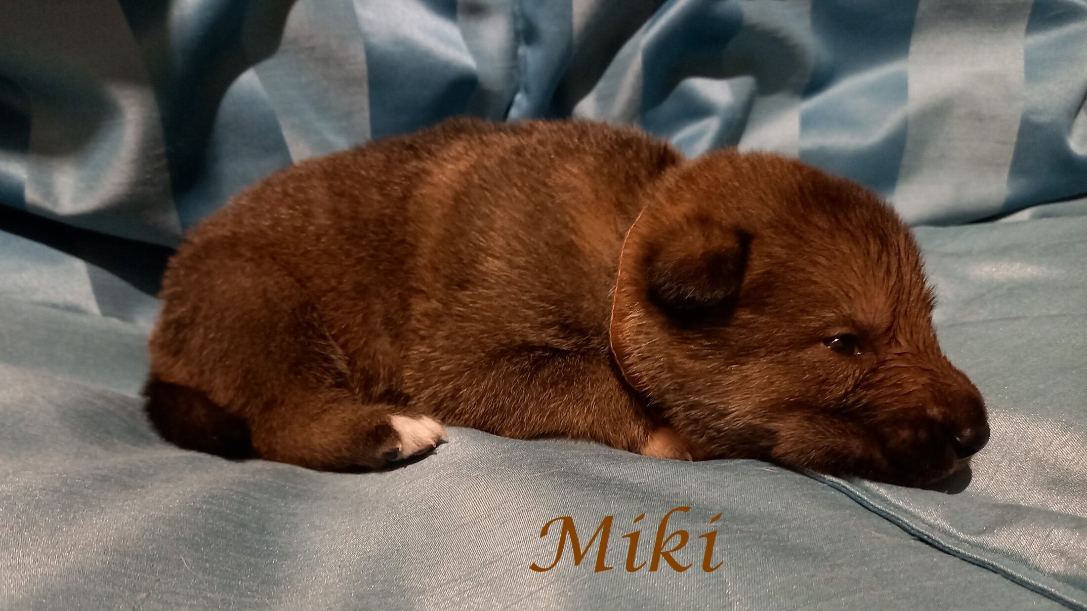 Miki (2 Weken)